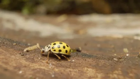 Macro close-up video of twenty-two-spot ladybird Stock Footage 327154280