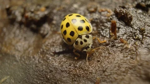 Macro close-up video of twenty-two-spot ladybird Stock-Footage 327154283