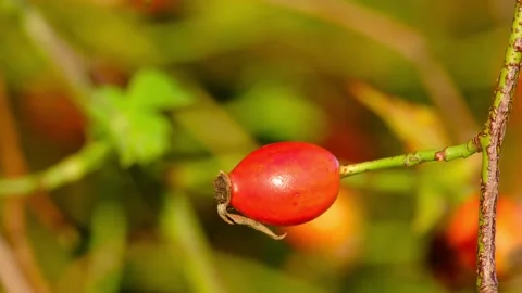 Macro close-up video of a twig with a bright red rosehip berry Stock Footage 315901425