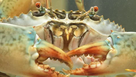 Macro Close-Up of Vietnamese Mud Crab Face, Eyes, Mouthparts, Claws Stock Footage 320930090