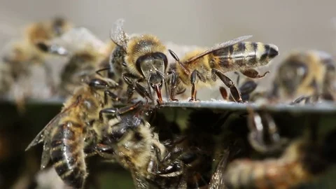 Macro close-up view of bees Vídeos de archivo 80239881