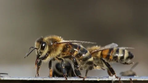 Macro close-up view of bees Бесплатное стоковое видео 80240092