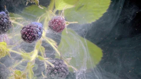 Macro close view of blackberries at mixed ripeness wrapped in fine spiderweb fil Stock-Footage 339768517
