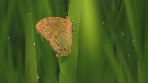 Macro close-up view of a brown butterfly resting on a lush green leaf 動画素材 345721645