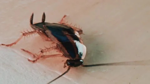Macro close up view of brown cockroach crawling on wooden floor surface ins.. Stock Footage 339769075
