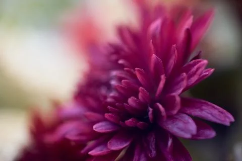 Macro close-up view of dark pink chrysanthemum flower petals with soft blur.. Stock Photos