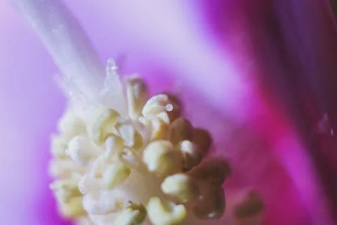 Macro close-up view of delicate pink flower pistil and stamen with pollen g.. Stock Photos
