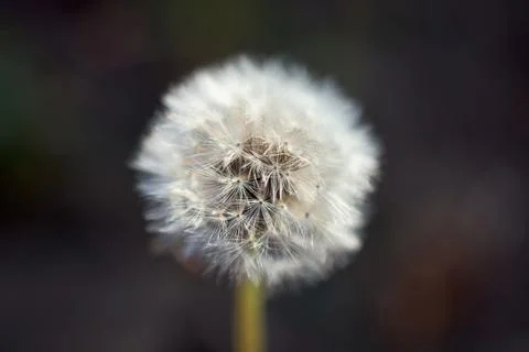 Macro close-up view of a delicate white dandelion seed head flower Stock Photos