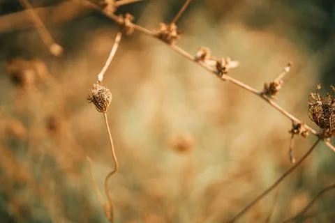 Macro close-up view of dried wild carrot plant stems and seed heads Stock Photos