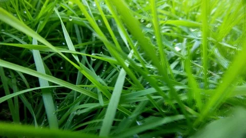 Macro close-up view of fresh green grass with water drops on it. Stockbeeldmateriaal 120935619