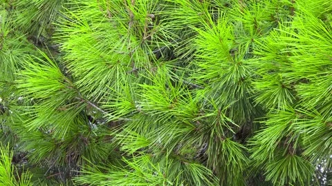 Macro close up view of fresh green needles on Aleppo pine tree branches (Pin Stock Footage 345172512