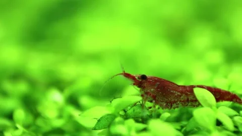 Macro. Close-up view of freshwater red shrimp cherry. Stockbeeldmateriaal 150236385