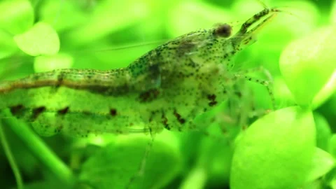 Macro. Close-up view of freshwater transparent shrimp. Stockbeeldmateriaal 150236504