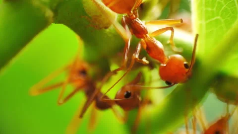 Macro close-up view of herder ants Stock Footage 278455404