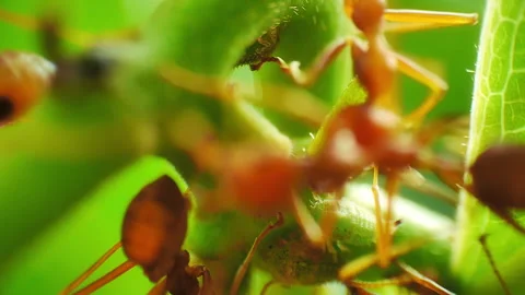 Macro close-up view of herder ants Stock-Footage 278455416