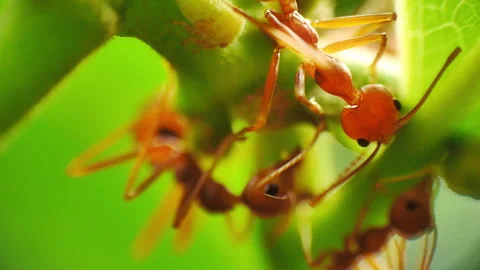 Macro close-up view of herder ants Stock Footage 278456171