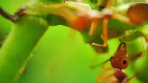 Macro close-up view of herder ants Vídeo Stock 278456172