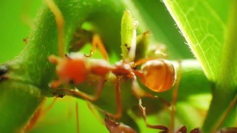Macro close-up view of herder ants Vídeos de archivo 278456191