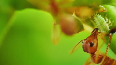 Macro close-up view of herder ants Video stock 278457071