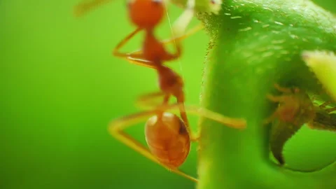 Macro close-up view of herder ants Stock-Footage 278457126