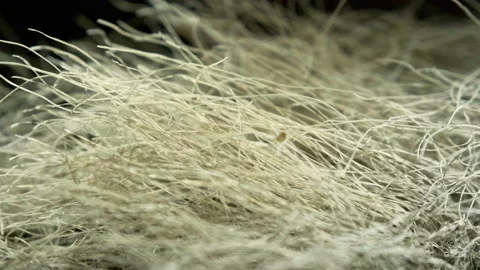 Macro close-up view of oriental white seaweed Stockbeeldmateriaal 169502737