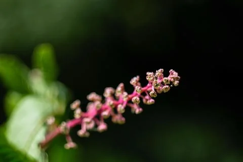 Macro close-up view of a pink flower bud cluster on a dark background Stock Photos