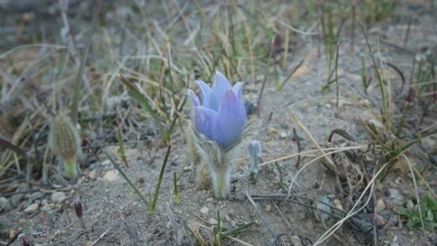 Macro close-up view of a single wild purple crocus flowers Stock Footage 141392890