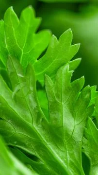 Macro close up view of a singular sharp textured green parsley or celery le.. Stock Photos