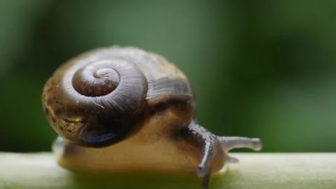A macro close up view of a small snail slowly moving across a twig Stock Footage 160544590