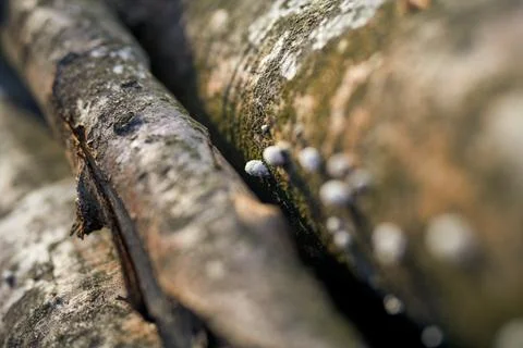 Macro close-up view of split gill mushroom growing on fallen tree branch Stock Photos