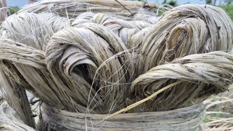 Macro Close Up View Of Tied Wet Raw Jute Fiber Hank Bundle Texture And Pattern Stock Footage 341200304
