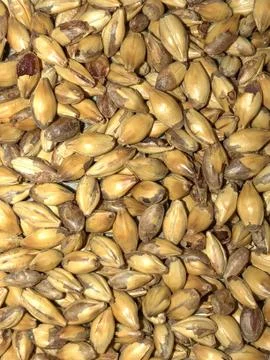 Macro close up view of toasted wheat berries with kernels in bottom of a bowl. Stock-Fotos