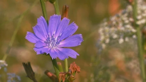 Macro Close-up Violet Flower Grows on a Glade in the Forest Stock Footage 98514187