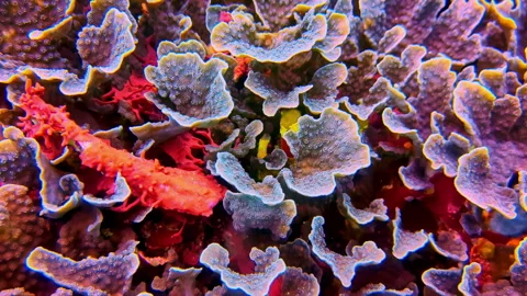 Macro close-up of vivid blue coral formations with orange starfish and reef Stock Footage 334294511