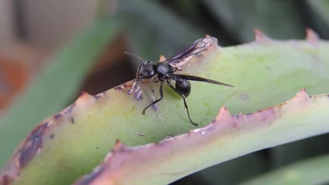 Macro Close-Up of a Wasp on a Flower in Nature Stock Footage 307876098