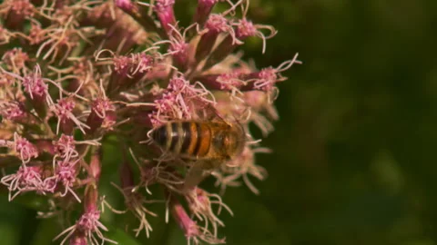Macro close up of a wasp gathering pollen from pink flowers 스톡 동영상 251051758