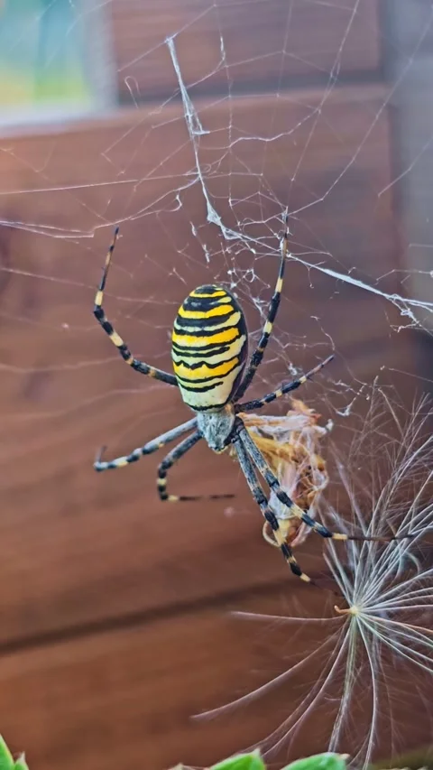 Macro close-up of wasp spider in web. Vertical format Stock Footage 318065985