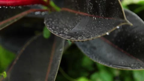 Macro Close Up of Water Droplet Falling from Burgundy Rubber Plant Leaf Stock Footage 339418152