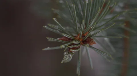 Macro close up of water droplet on pine branch Stock Footage 61437630