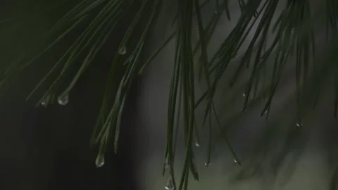 Macro close-up of water droplets on the tips of pine needles Stock Footage 329713902