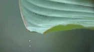 Macro Close Up: Water Dropping Over The Edge Of A Leaf During Heavy Rainfall Stock Footage