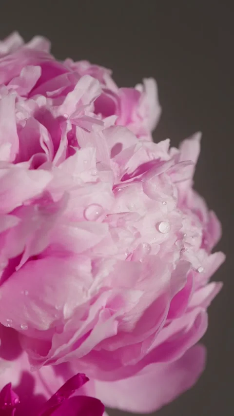 Macro Close up of Water Falling on Pink Peony Petals Stock Footage 302306924