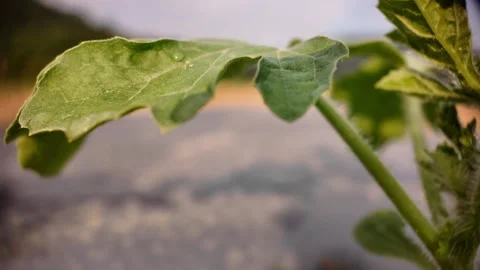 Macro close-up of watermelon leaf in soft sunlight, 1/4 speed slow motion, 4K Video stock 307657009