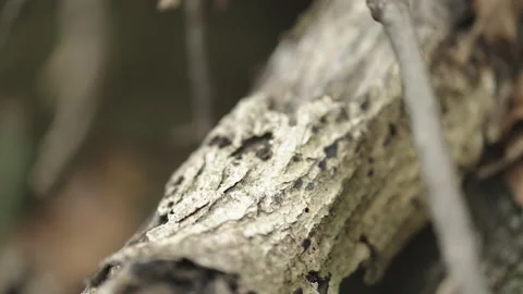 Macro Close-up of Weathered Tree Bark Texture with Moss and Fungi Vídeos de archivo 335435921