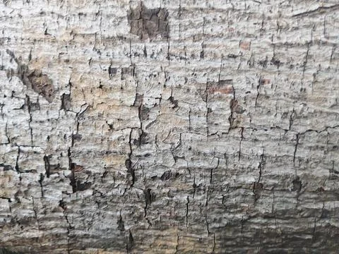 Macro close up of weathered tree bark texture with cracks Stock Photos