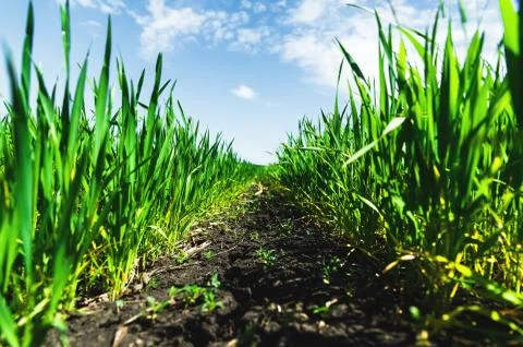 Macro close-up of wheat grass growing from the roots in the soil under the blue Stock Photos