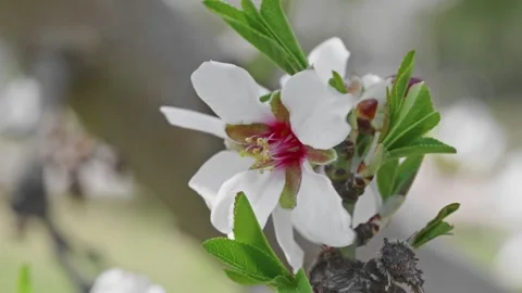 Macro Close-up of White Almond Flower on Branch Vidéo 335460784