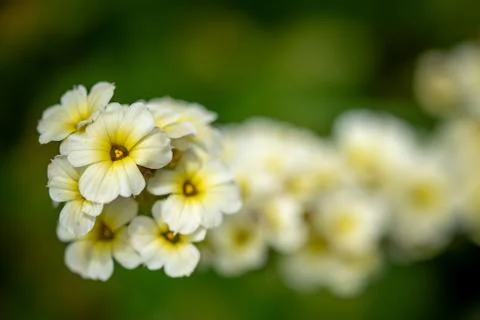 Macro close up white and yellow flowers Stock Photos