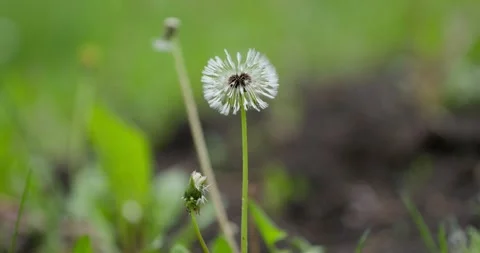 Macro close-up of a white dandelion seed head (blowball) Stock Footage 328463267