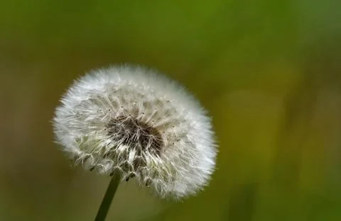 Macro Close-up of a White Dandelion Seed Head on a Green Background Foto stock